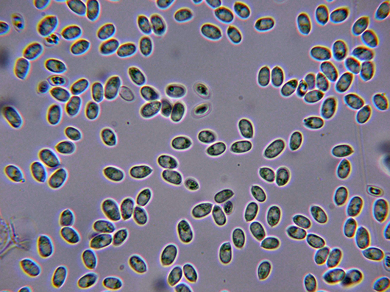 Una corticale simile alla Phlebia.